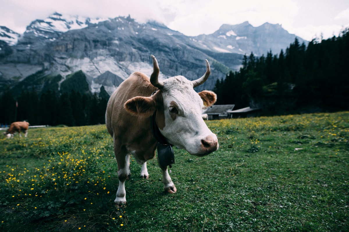 Social Media Marketing in der Schweiz 2025