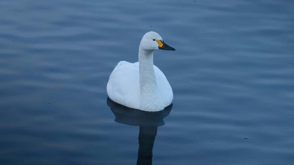 Wie Twitter Influencer aus Switzerland mit Brands in Schweden zusammenarbeiten können