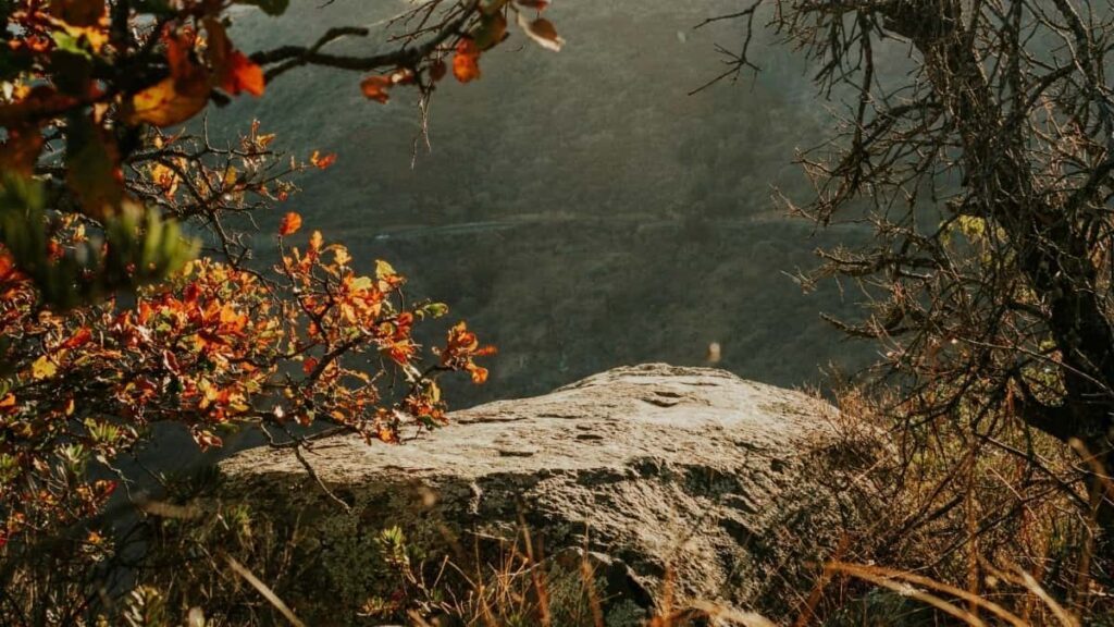 Wie LinkedIn Influencer in der Schweiz mit Marken aus Australien kooperieren