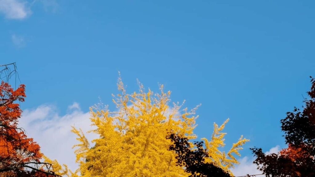 Instagram Influencer in Switzerland und Brand Collaboration mit Polen