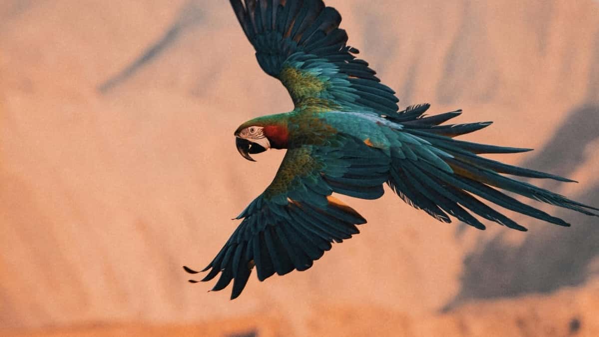 Douyin in Kenia: Marken starten Promo – Wann geht’s los?