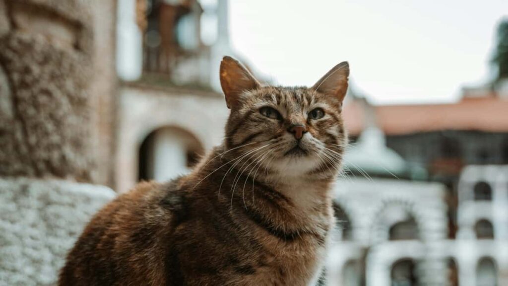 "Praktischer Leitfaden fur Schweizer Advertiser: Wie du passende osterreichische YouTube-Creators fur virale Unboxing-Kampagnen findest, kontaktierst und skalierst."