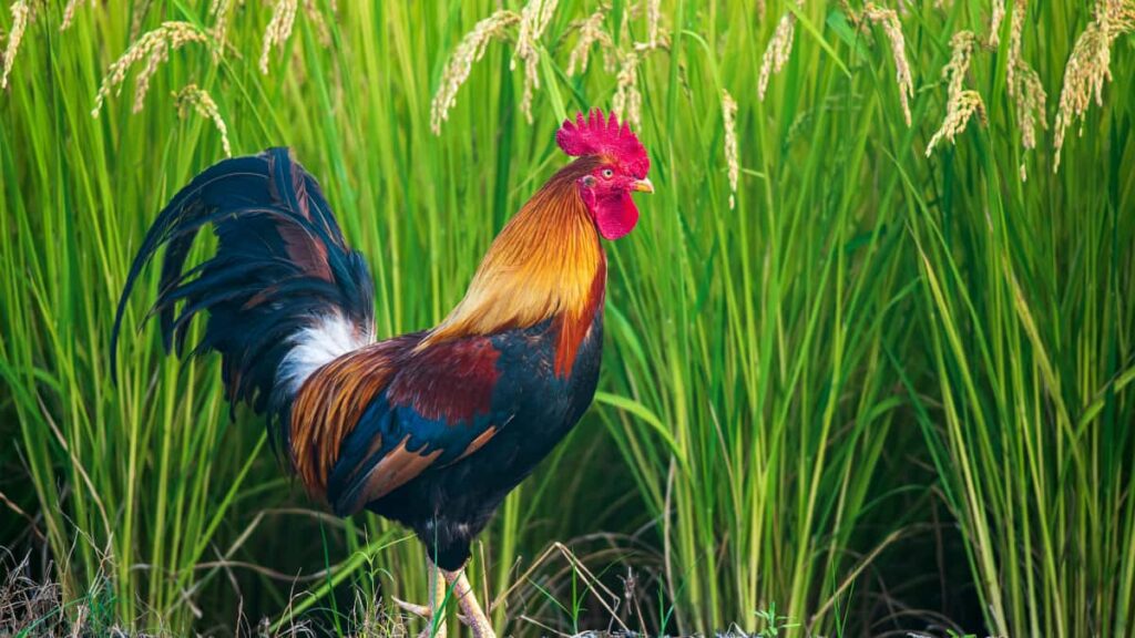 Praktischer Guide fur Schweizer Advertiser: wie man Paraguaybasierte WeChatCreators findet, evaluiert und fur limitierte ProduktDrops einsetzt mit Tools, Risiken und einer VPNTippsession.