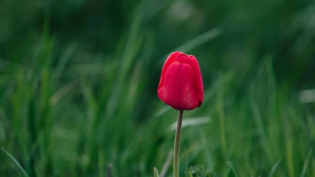 Konkrete Taktiken fur Schweizer Creator: Wie du JordanMarken auf YouTube kontaktierst, CrossPromos pitchst und multiplattform Reichweite maximierst.