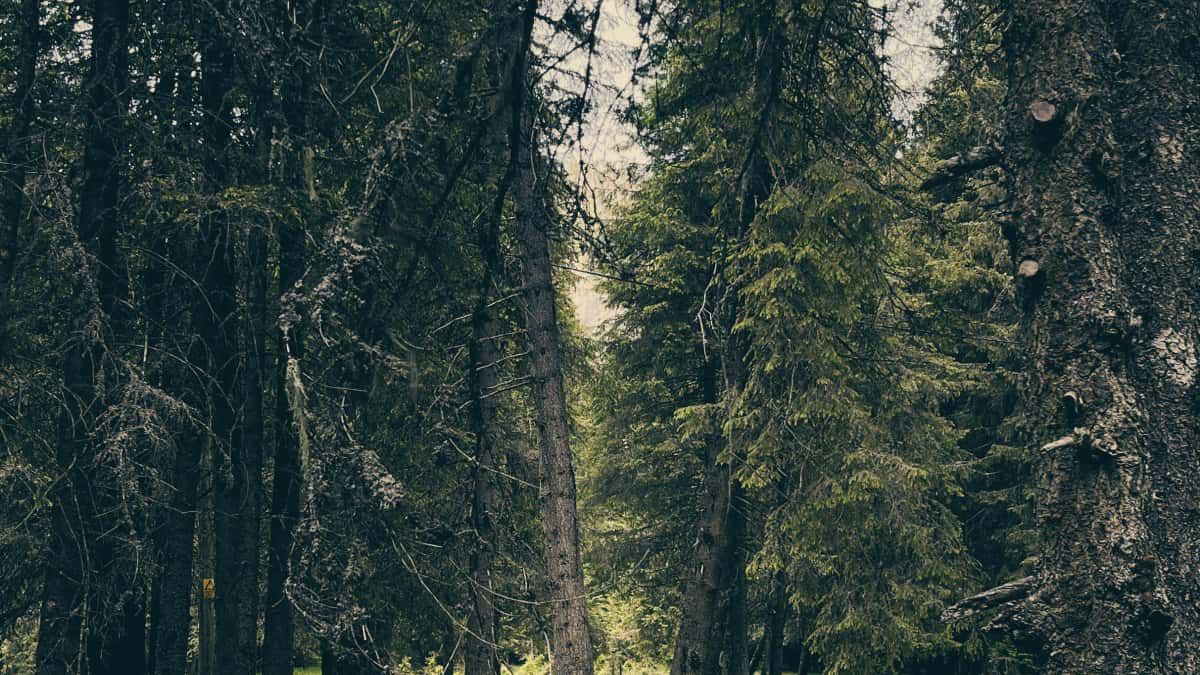 Swiss Brands: Telegram-Creators & Micro-Influencer Match — Schnell, Echt, Effektiv
