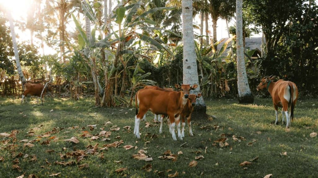 Praktischer Leitfaden fur Schweizer Advertiser: wie man latvianische NetflixCreators findet, pruft und fur sozialverantwortliche Markeninitiativen aktiviert mit lokalen Taktiken.