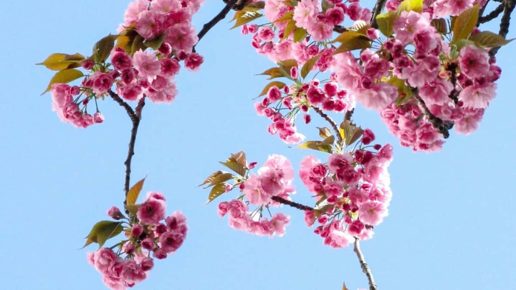 Praktischer Leitfaden fur Schweizer Advertiser: so findest du Costa Rica Spotify-Creators fur virale UnboxingKampagnen Tools, OutreachTaktiken und rechtliche Checkpoints.