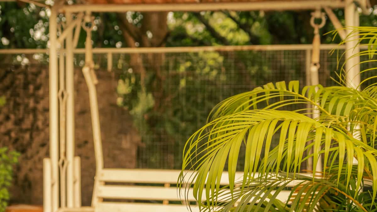 Schweizer Brands: Tanzania-Douyin-Creator finden für echte Reviews
